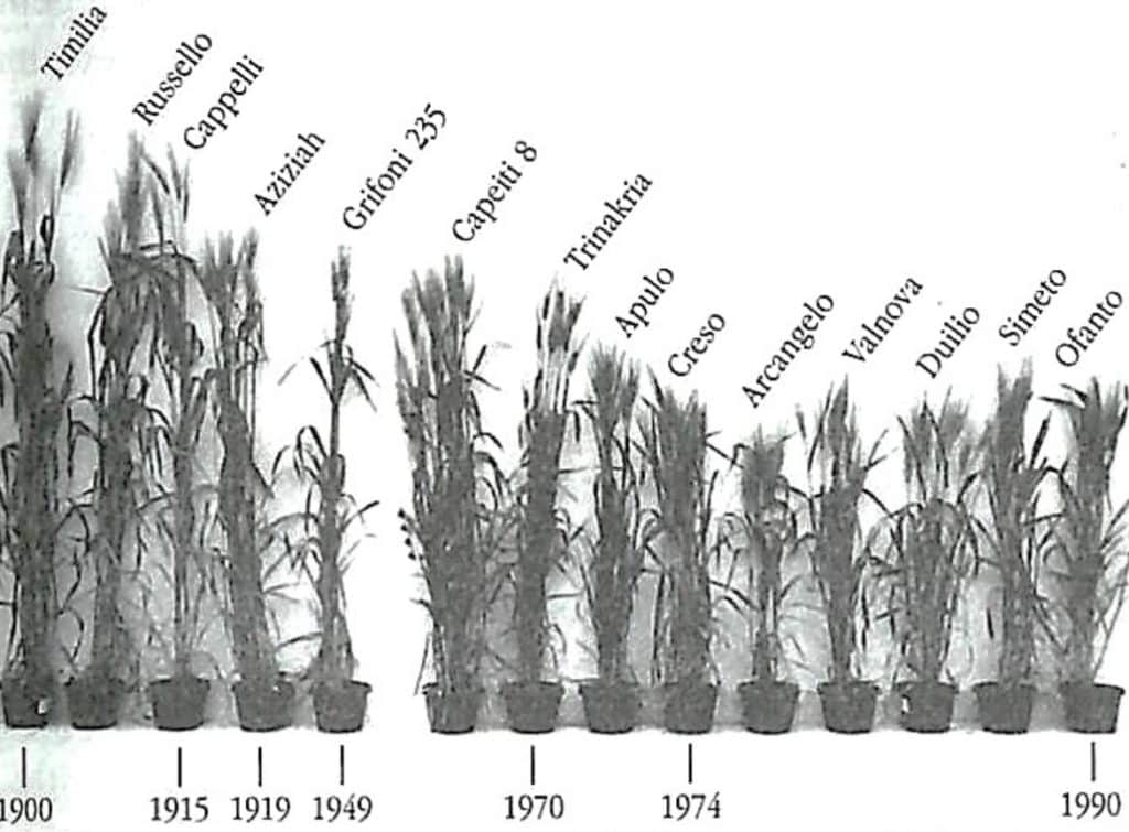 Grano, il glutine fa la differenza